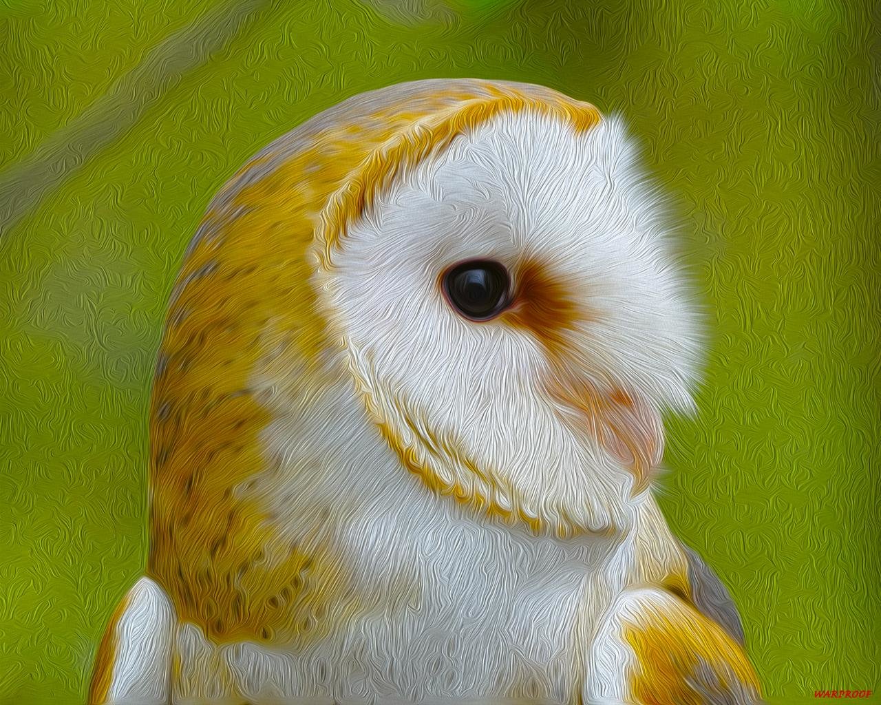Best Barn Owl background ID:81569 for High Resolution hd 1280x1024 desktop