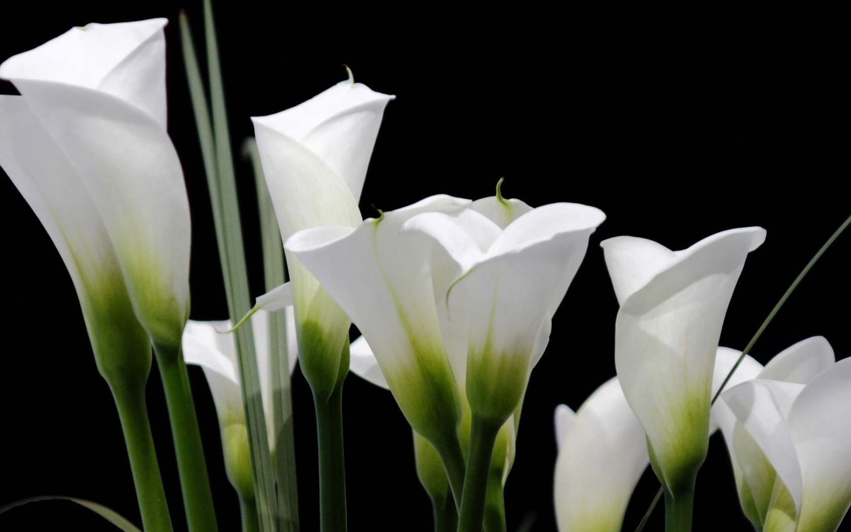Awesome Calla Lily free wallpaper ID:442413 for hd 1680x1050 PC
