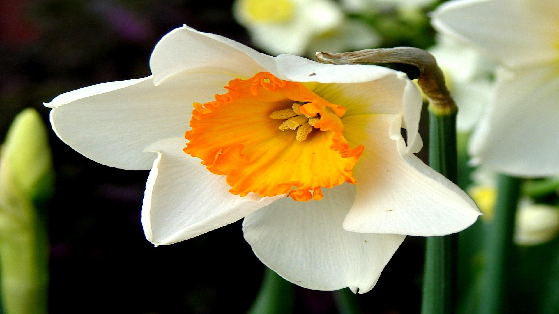 Awesome Daffodil free wallpaper ID:375652 for hd 1920x1080 computer
