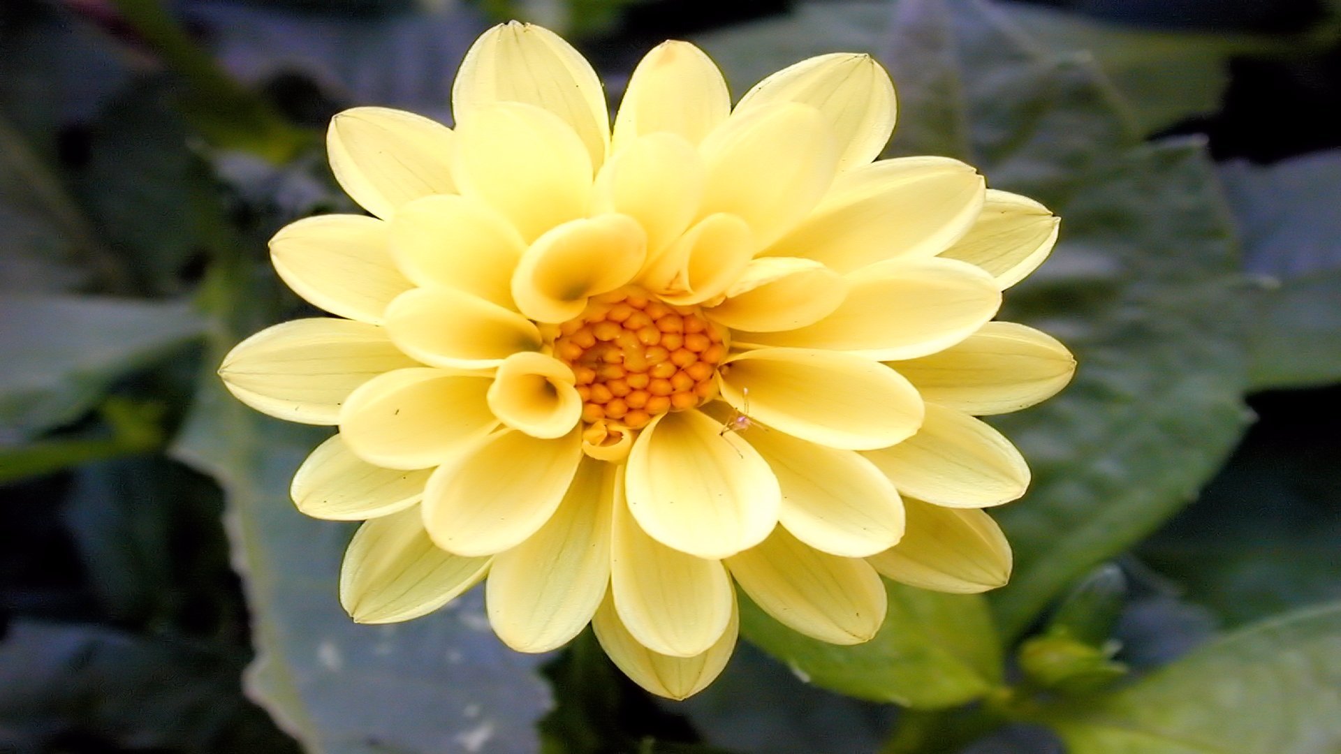Best Dahlia background ID:174511 for High Resolution full hd 1080p computer