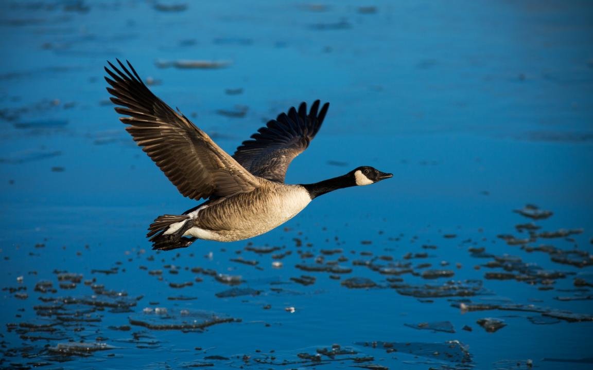 Free download Goose background ID:142370 hd 1152x720 for computer