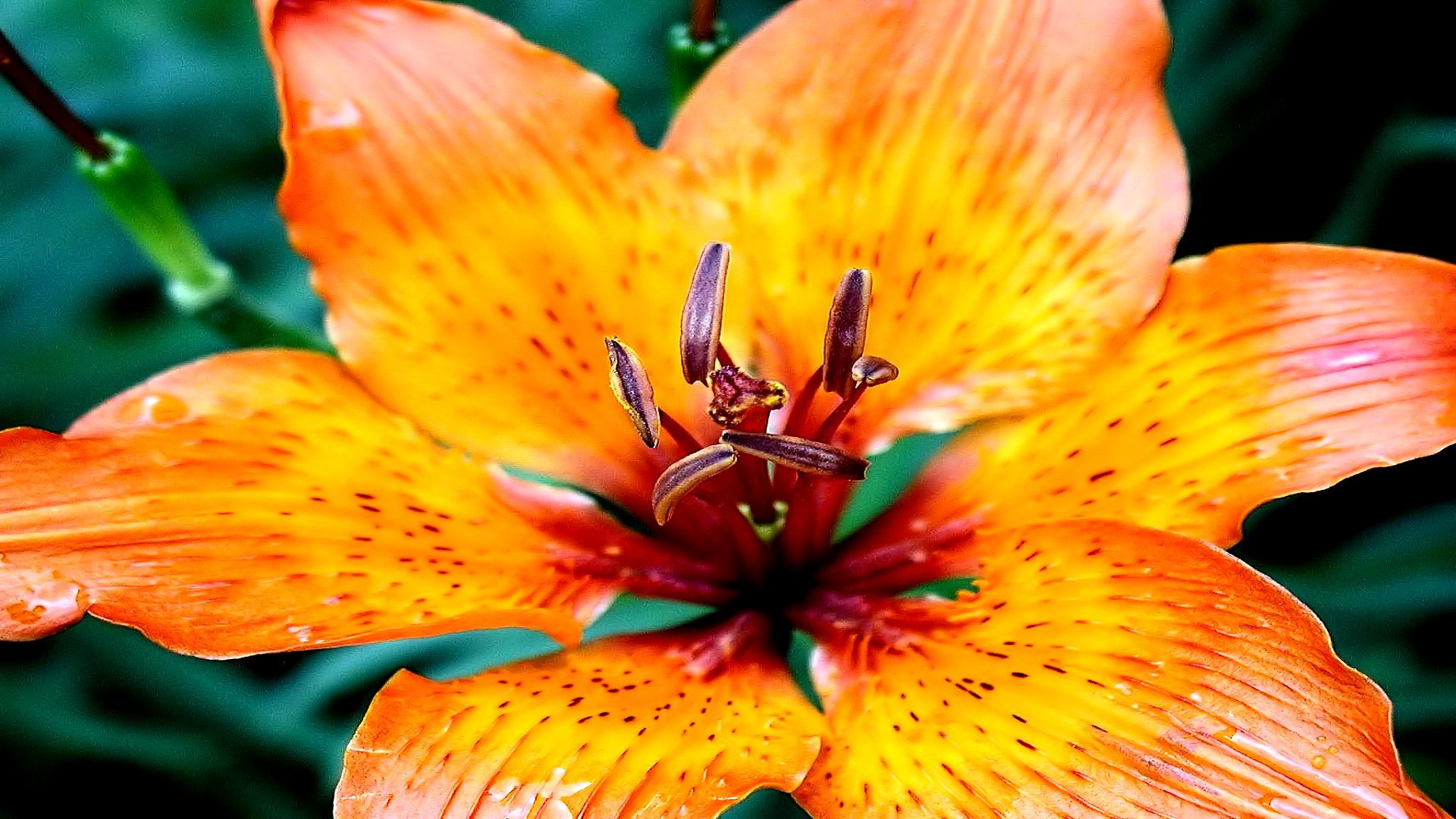 Download 1080p Lily PC background ID:132042 for free