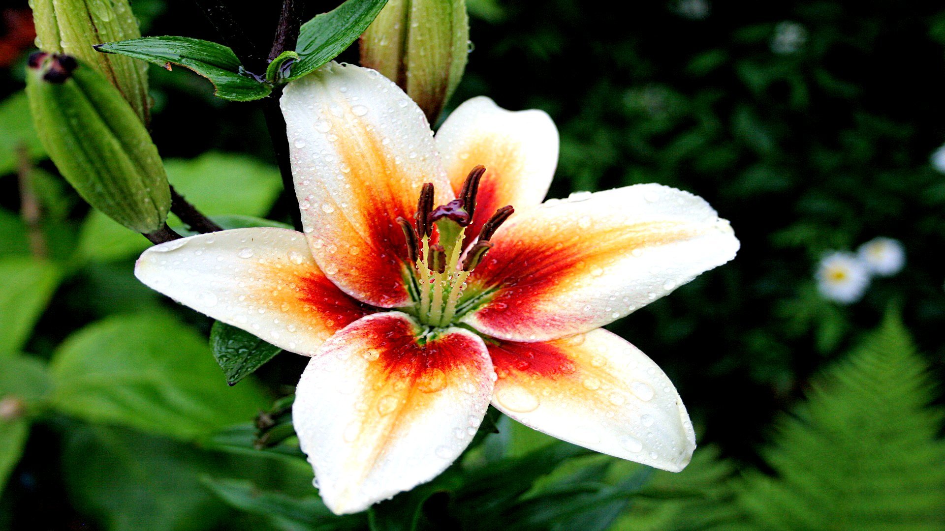 Awesome Lily free background ID:132044 for full hd 1080p desktop