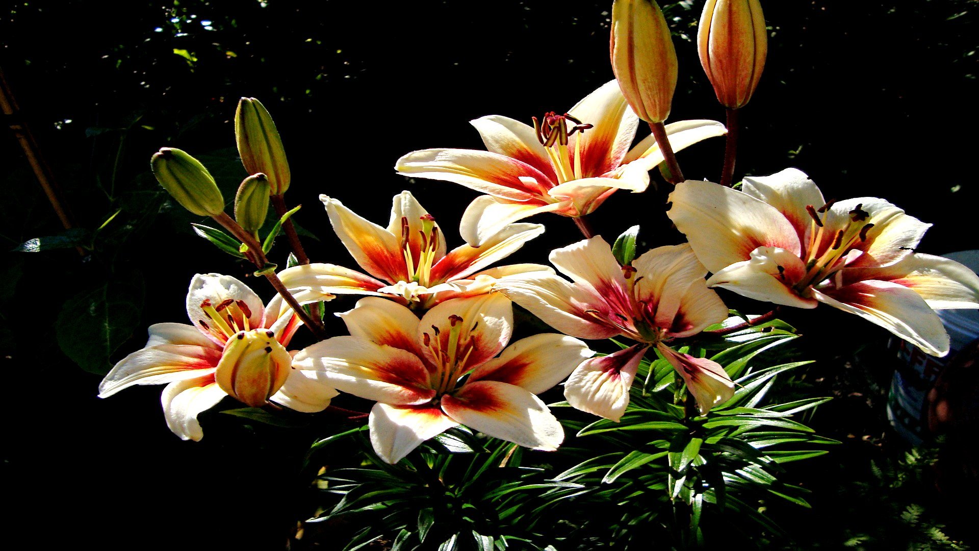 Awesome Lily free background ID:132043 for full hd 1920x1080 computer
