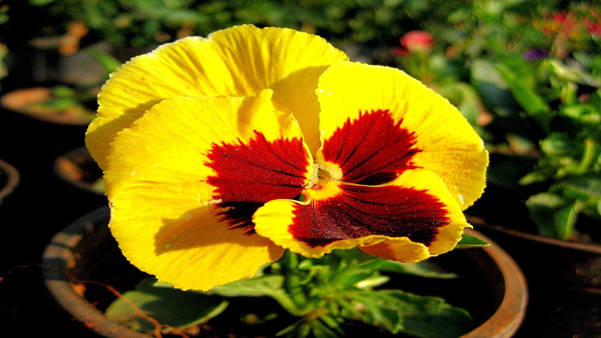Download full hd Pansy PC wallpaper ID:163666 for free