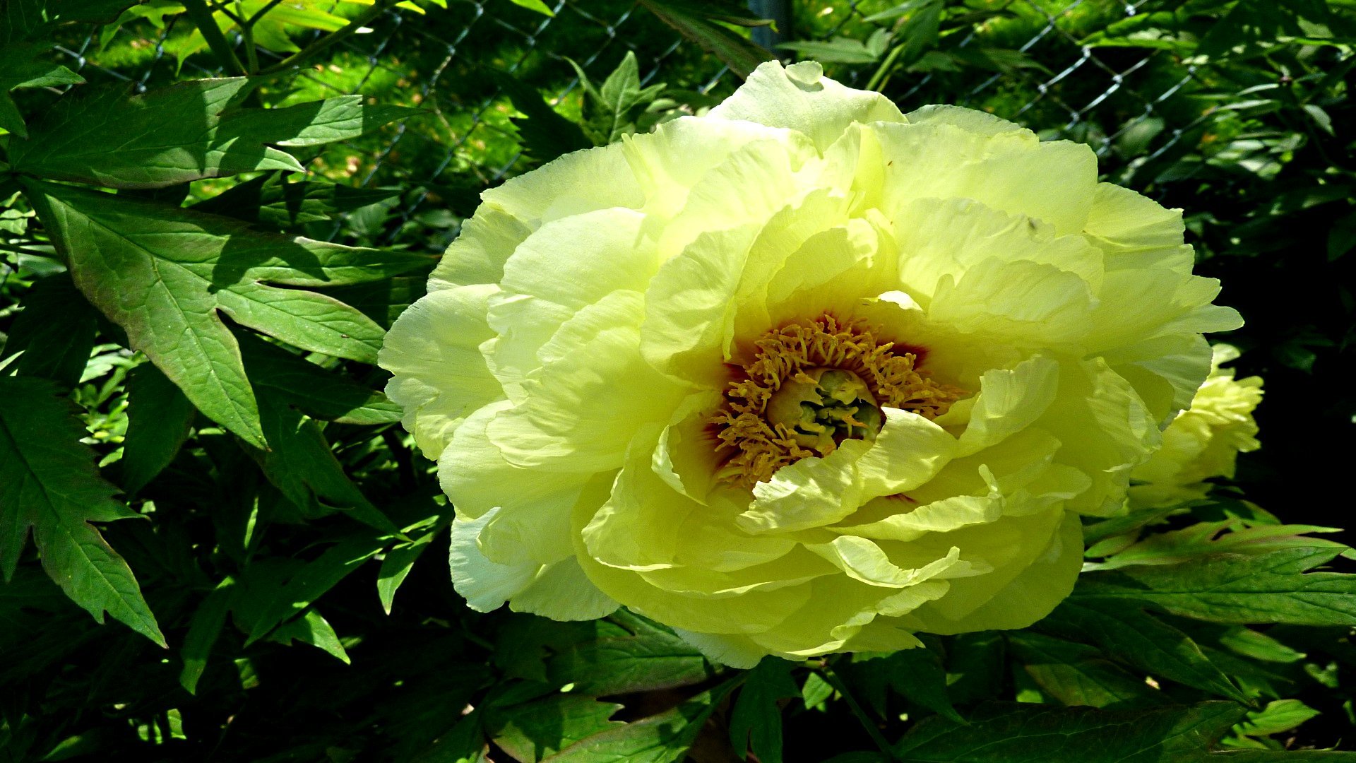 High resolution Peony hd 1080p background ID:131527 for desktop