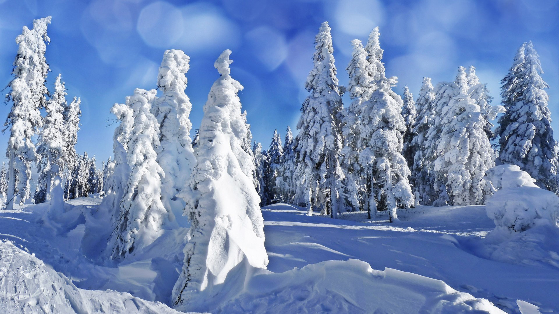 Free Winter high quality background ID:251178 for full hd 1080p PC