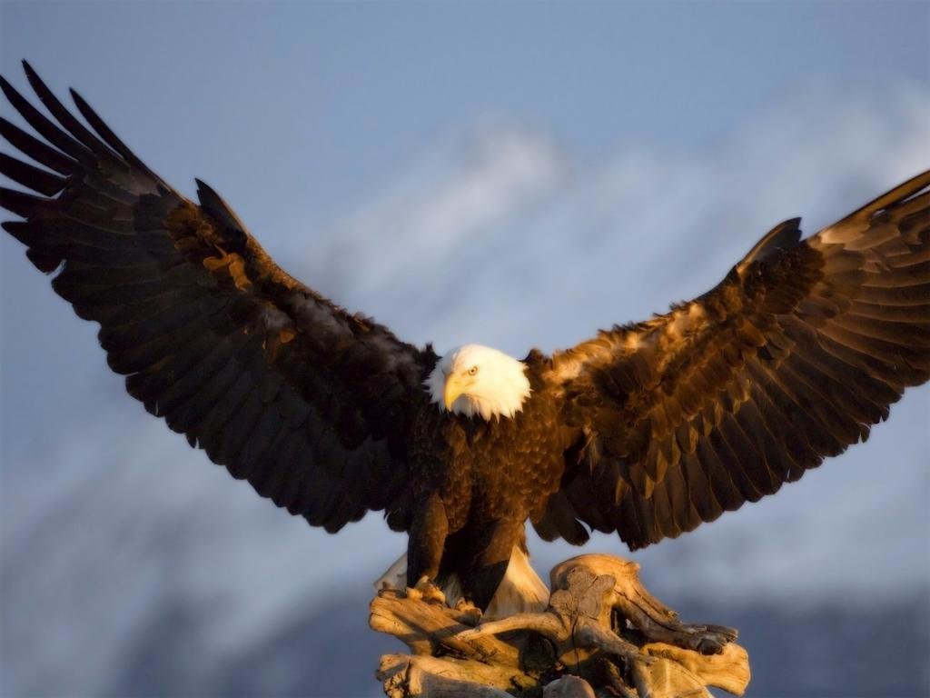 Awesome American Bald Eagle free background ID:68658 for hd 1024x768 desktop