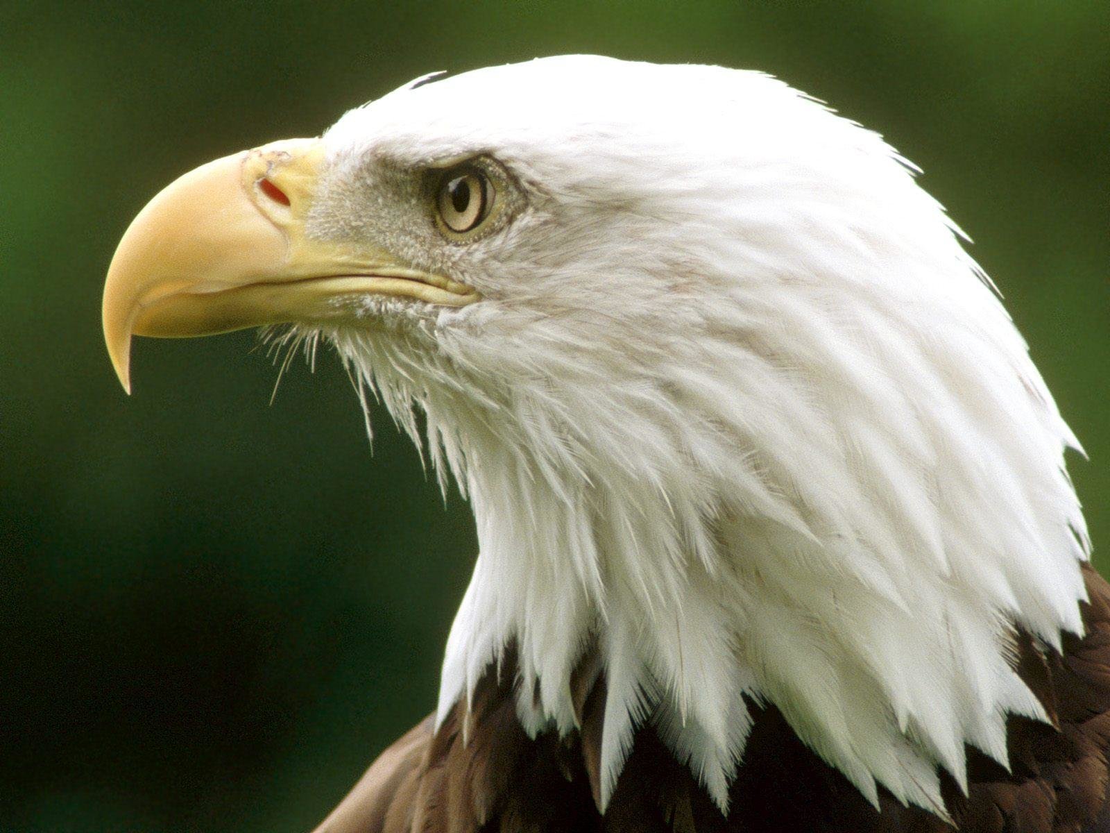 Free download American Bald Eagle background ID:68685 hd 1600x1200 for desktop