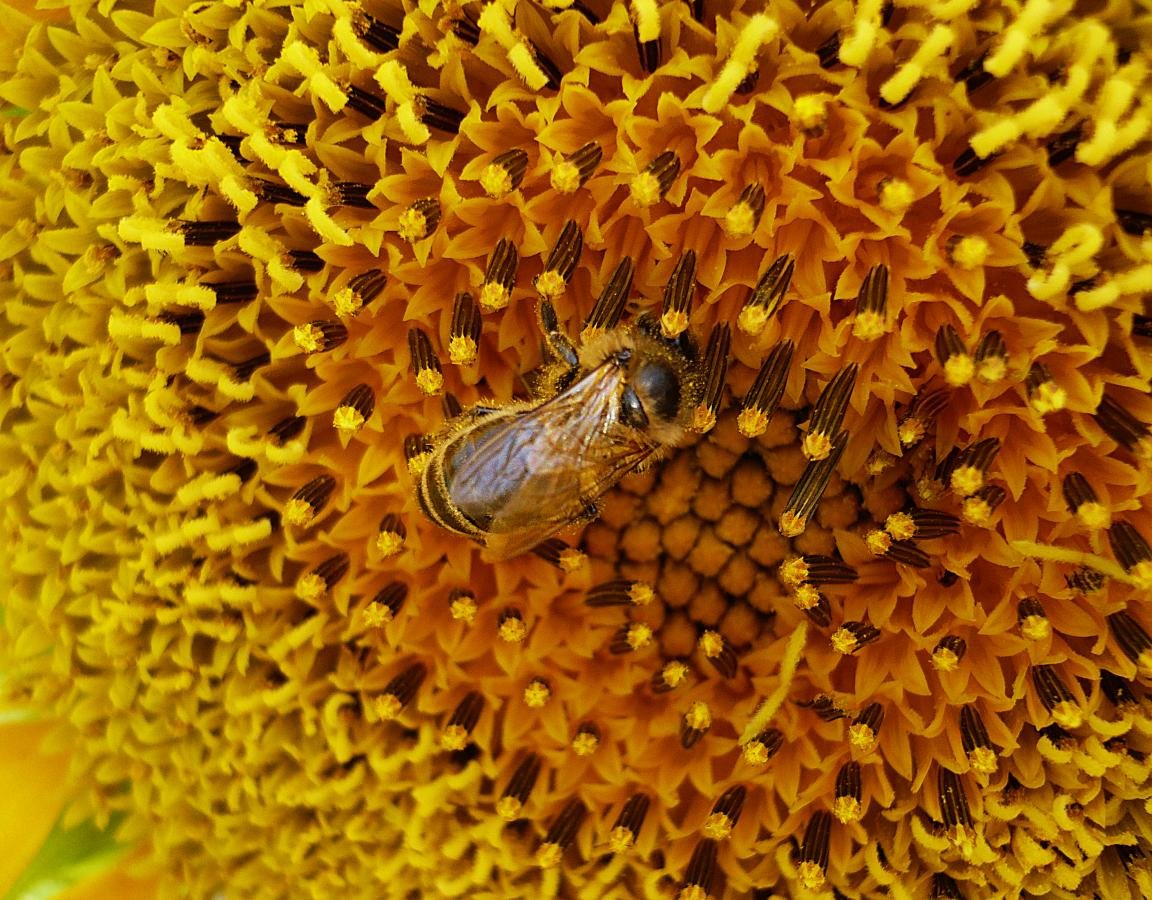 Free Bee high quality background ID:460770 for hd 1152x900 computer