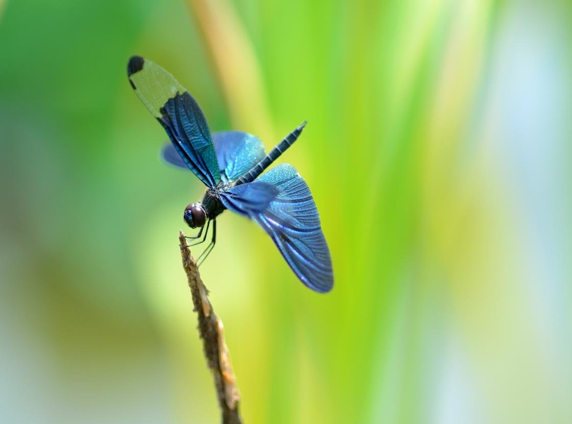 Free Dragonfly high quality wallpaper ID:467741 for hd 1120x832 computer