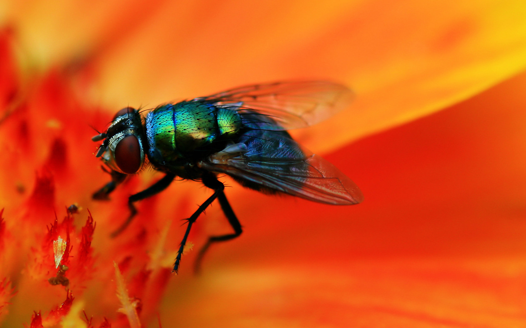 Awesome Fly free background ID:275218 for hd 1680x1050 computer