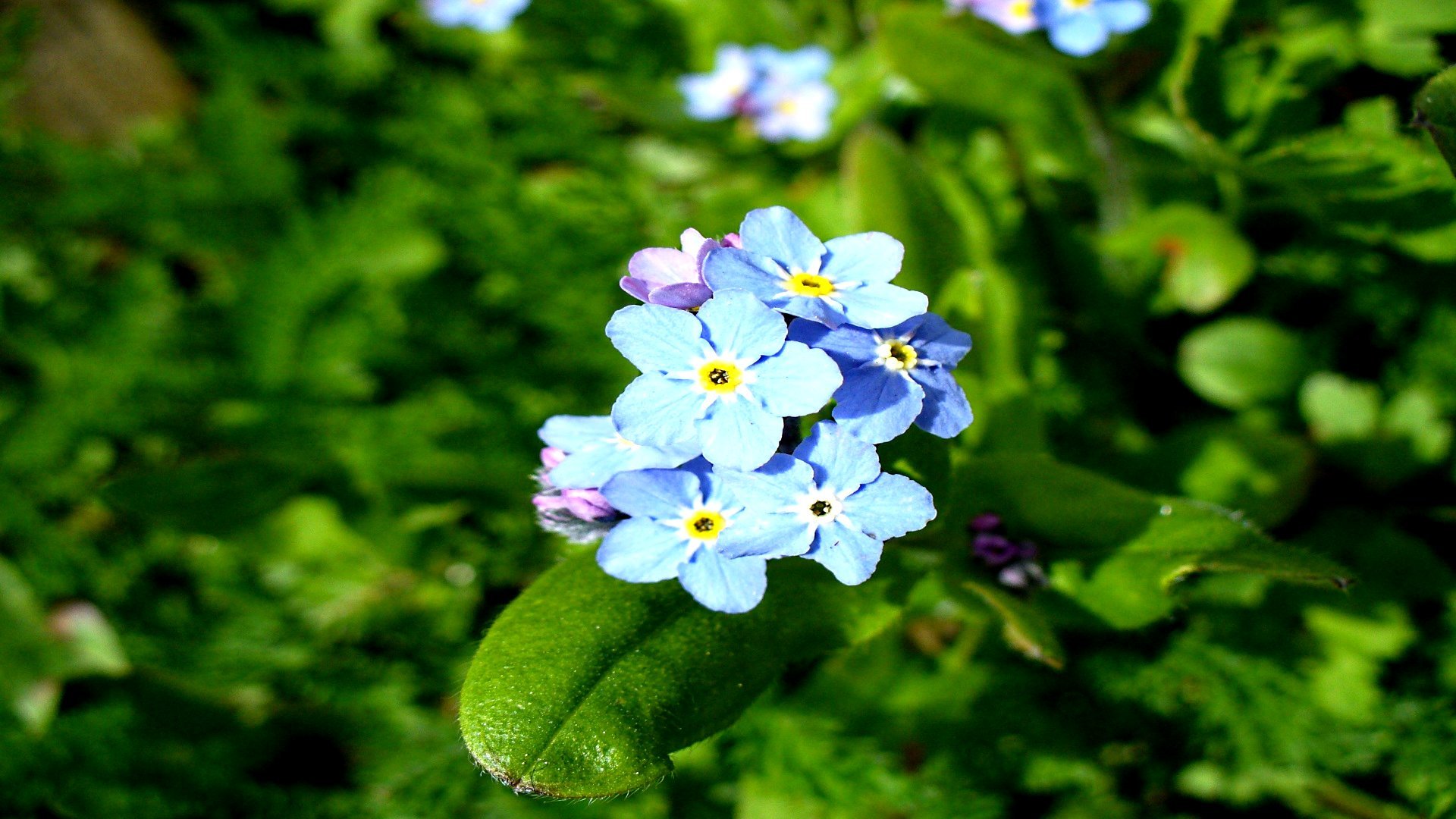 Awesome Forget-Me-Not free background ID:64158 for full hd 1920x1080 PC