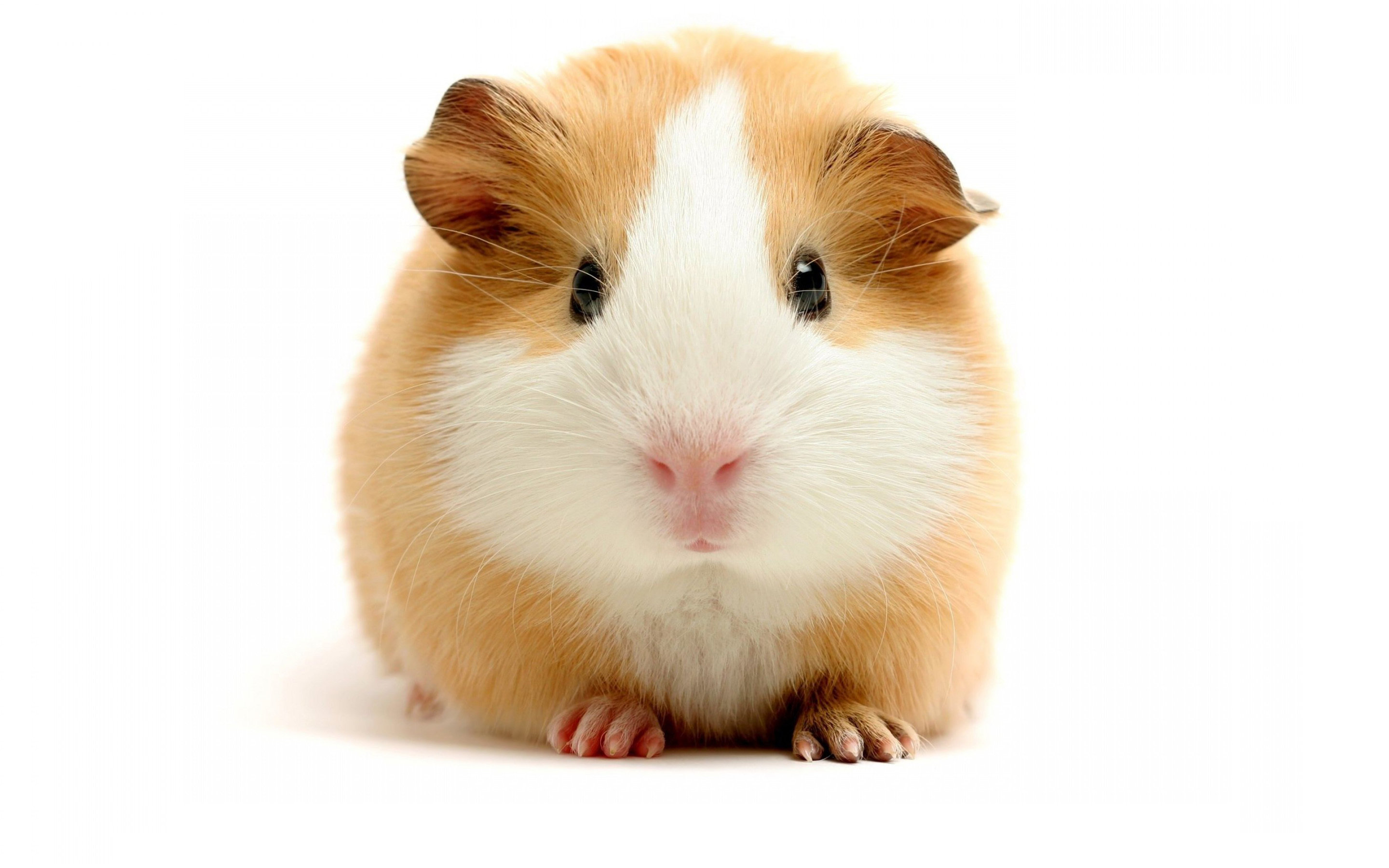 High resolution Guinea Pig hd 2880x1800 background ID:270987 for PC