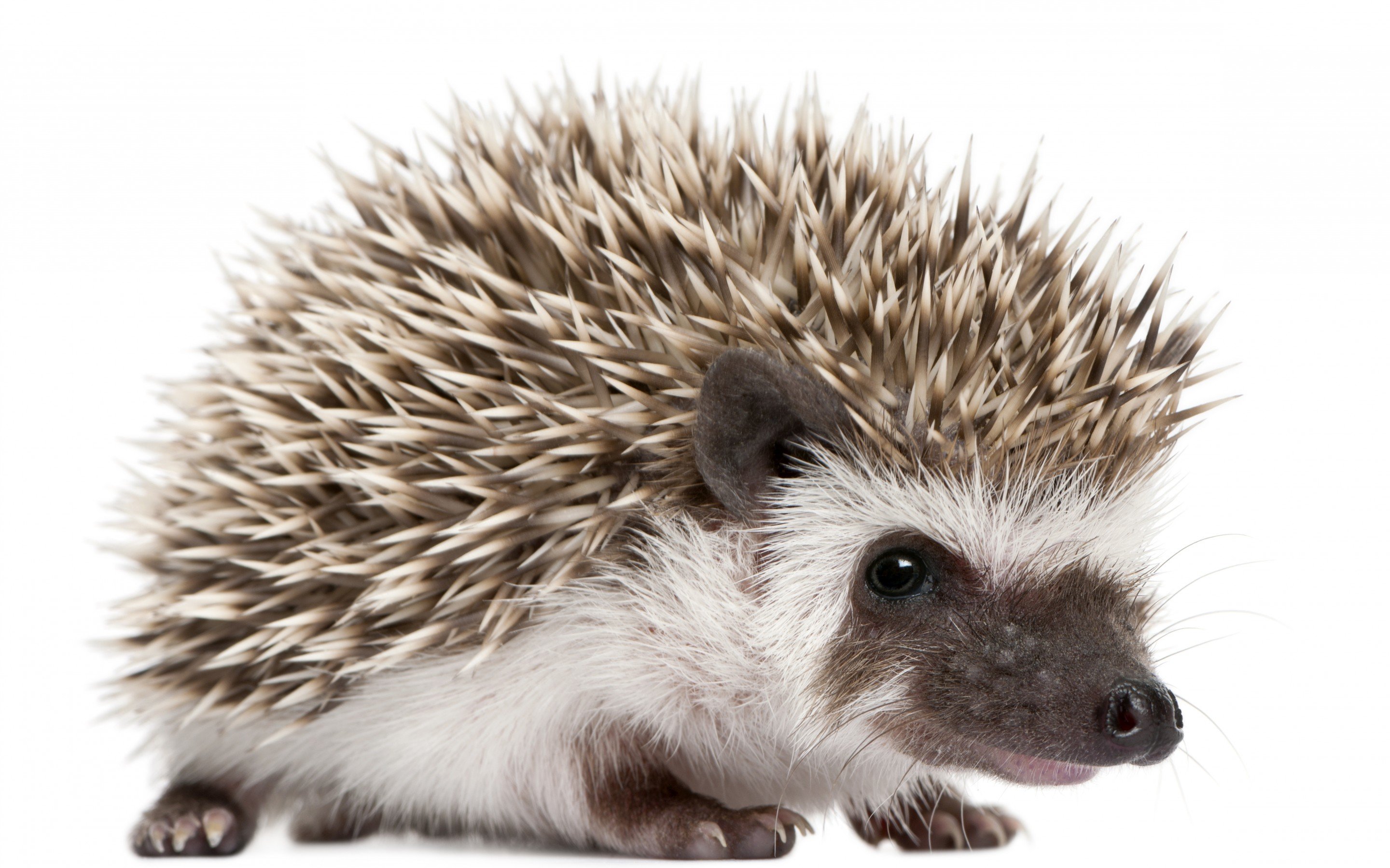 High resolution Hedgehog hd 2880x1800 background ID:241817 for computer