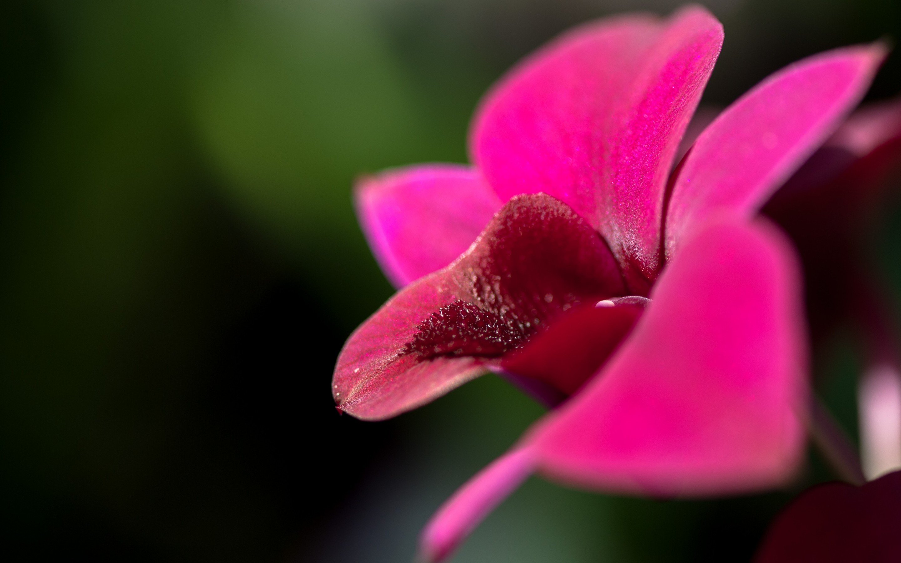 Free Orchid high quality background ID:449558 for hd 2880x1800 computer