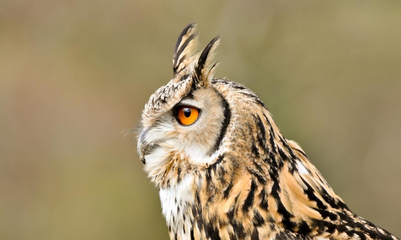 High resolution Owl hd 1280x768 wallpaper ID:237084 for PC
