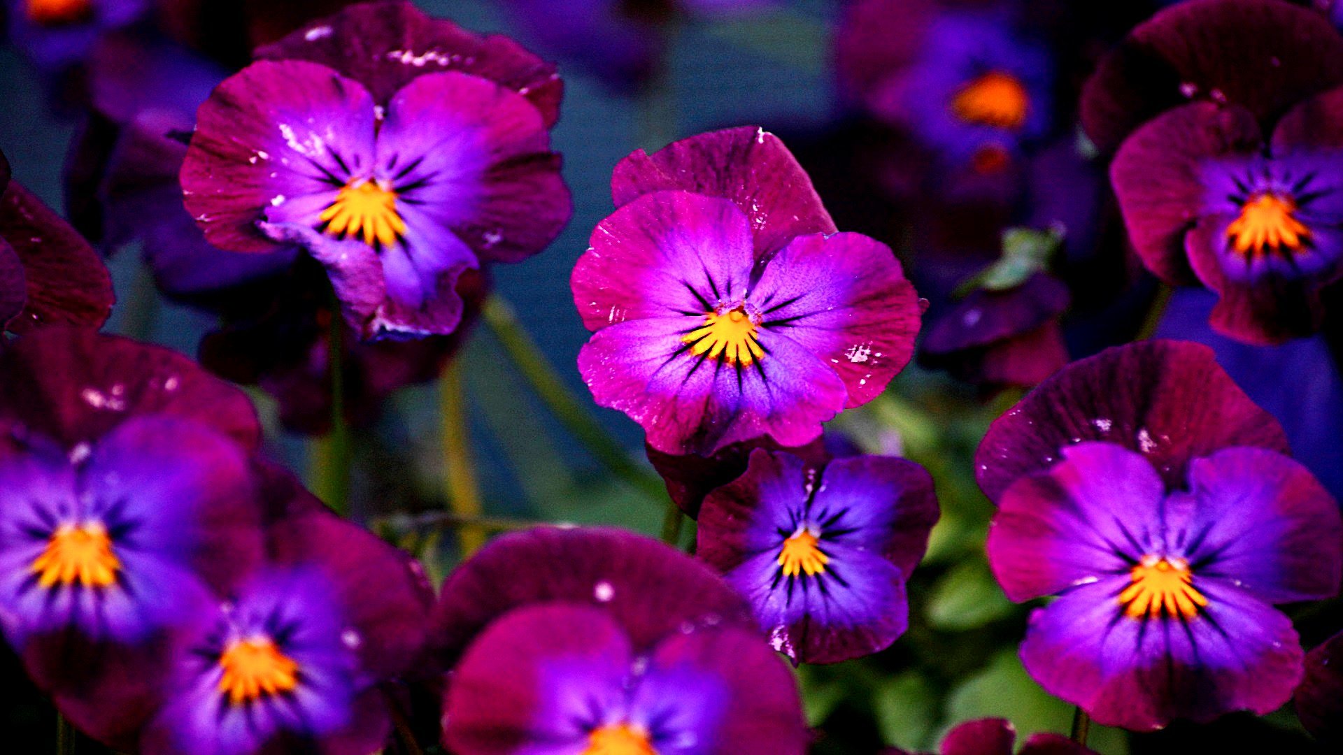 Free Pansy high quality background ID:163642 for hd 1080p computer