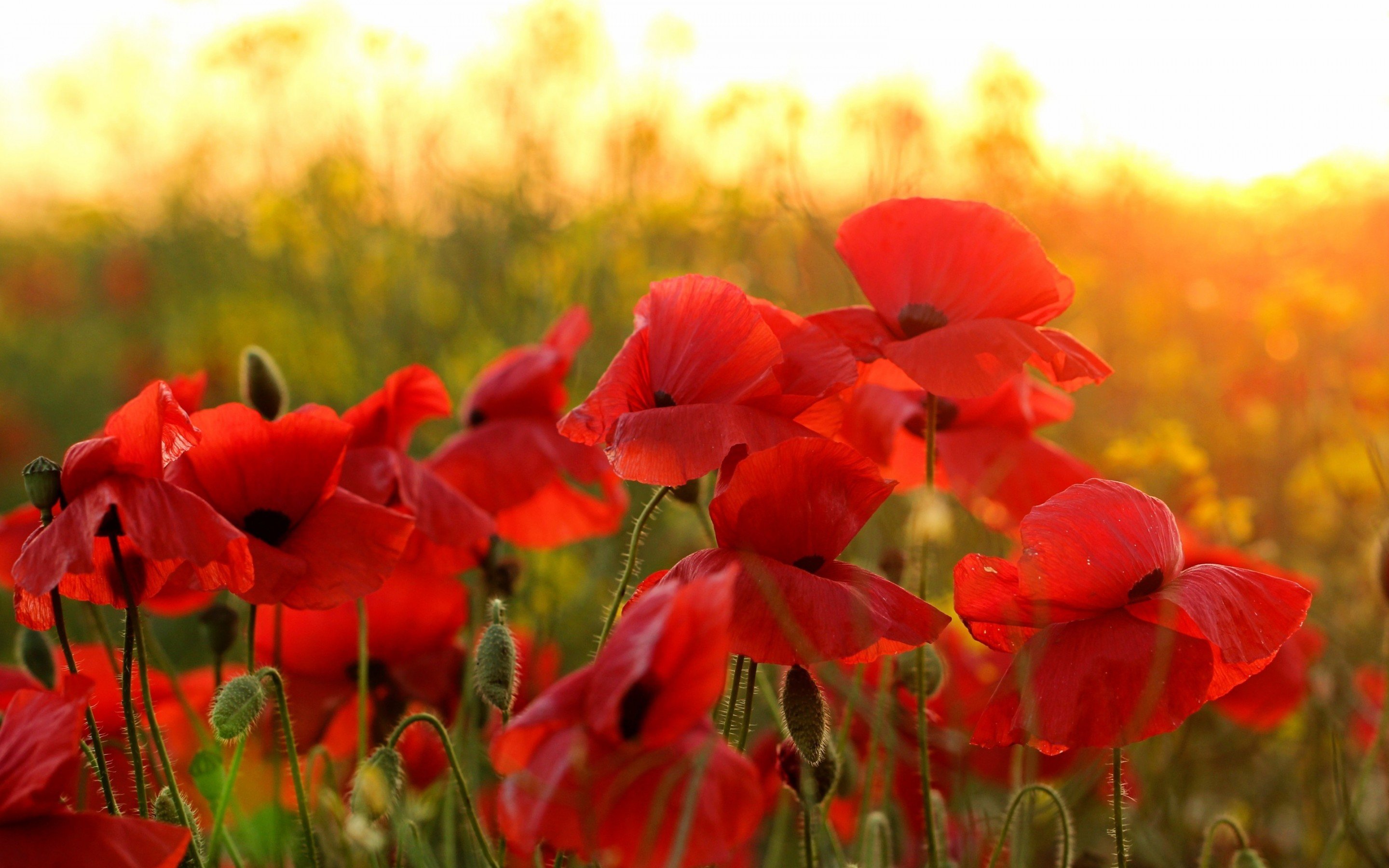 Awesome Poppy free background ID:99638 for hd 2880x1800 PC