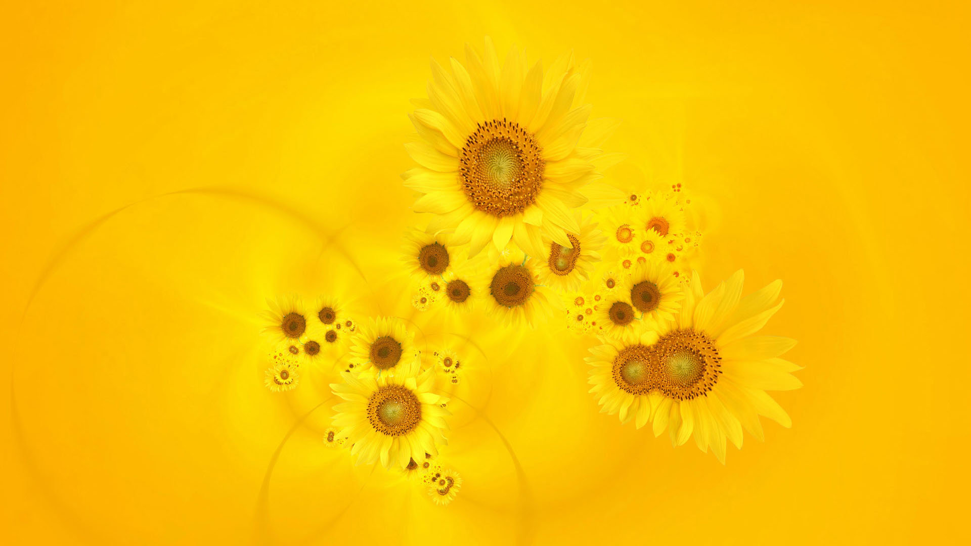 Best Sunflower background ID:226311 for High Resolution 1080p desktop
