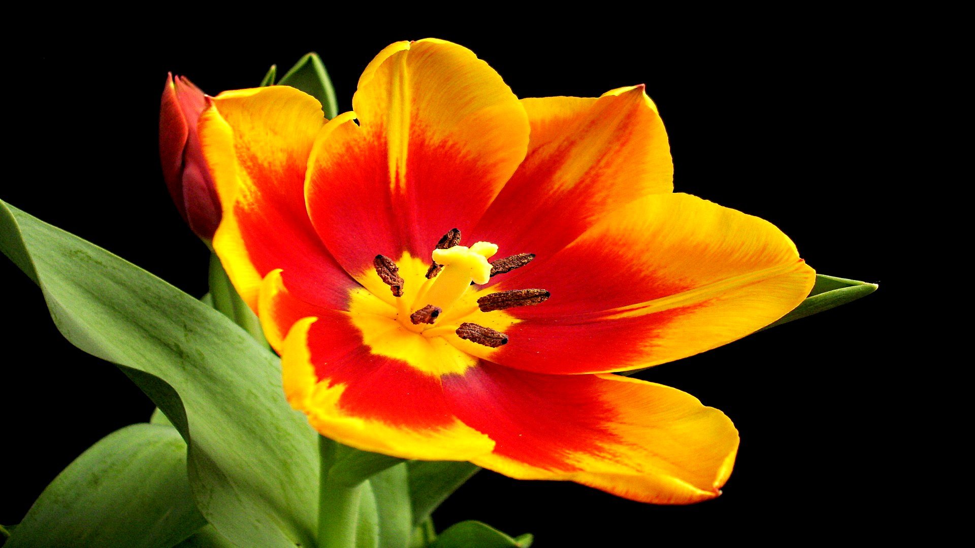 Awesome Tulip free wallpaper ID:157407 for 1080p computer