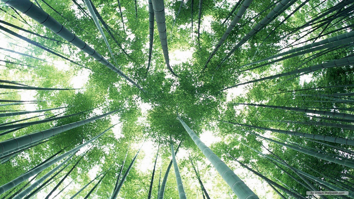 Bamboo forest forest green nature colour bamboo HD wallpaper  Peakpx