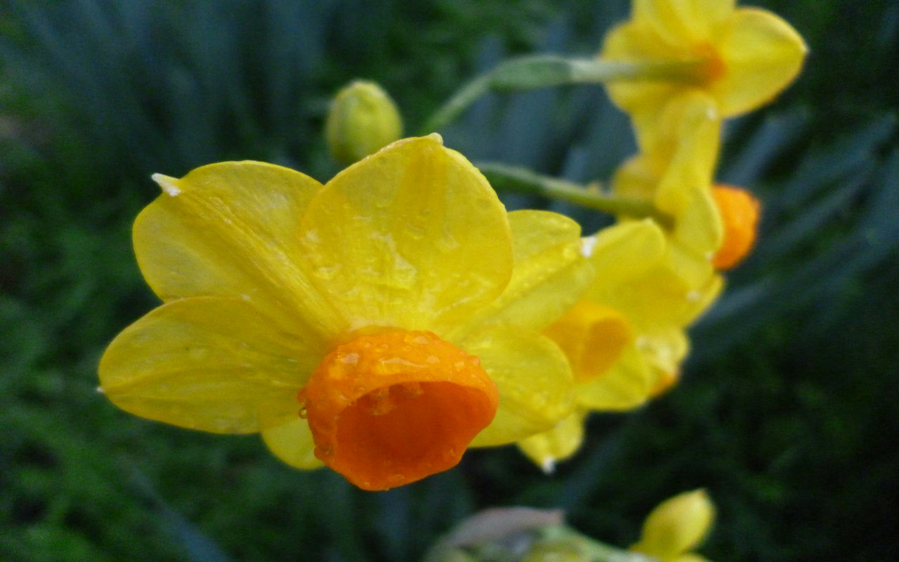 Awesome Daffodil free background ID:375687 for hd 1280x800 PC