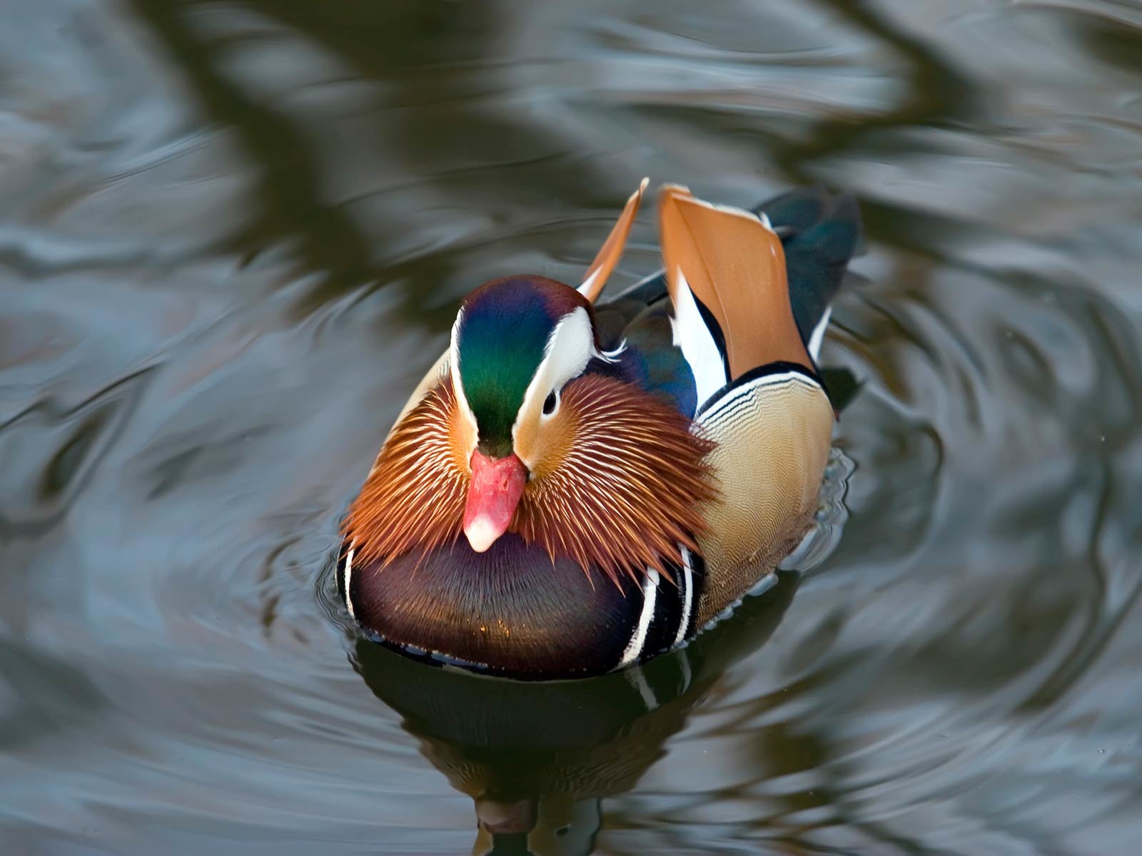 Awesome Mandarin Duck free background ID:100767 for hd 1600x1200 computer