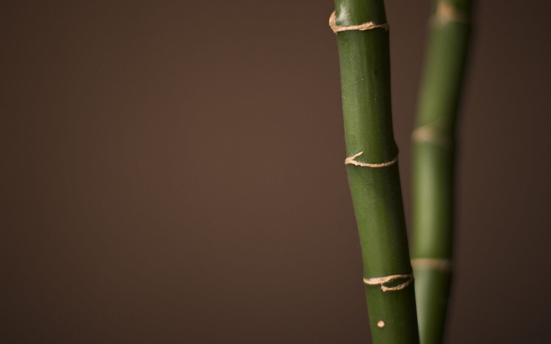 Free download Bamboo background ID:246777 hd 1920x1200 for computer