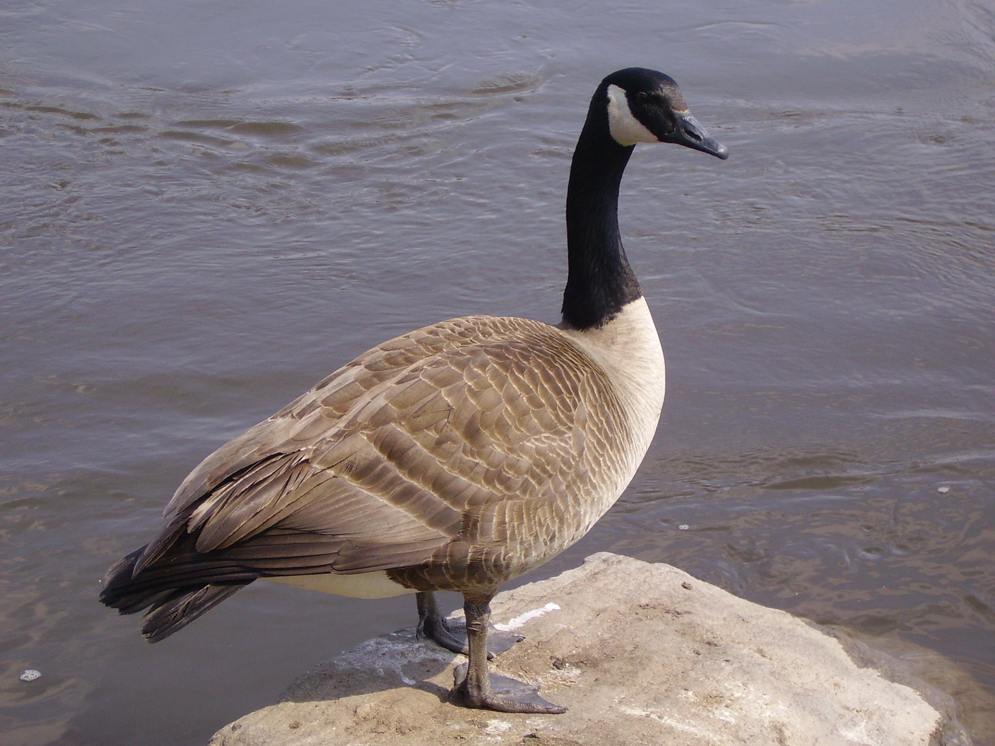 High resolution Goose hd 2048x1536 background ID:142407 for computer
