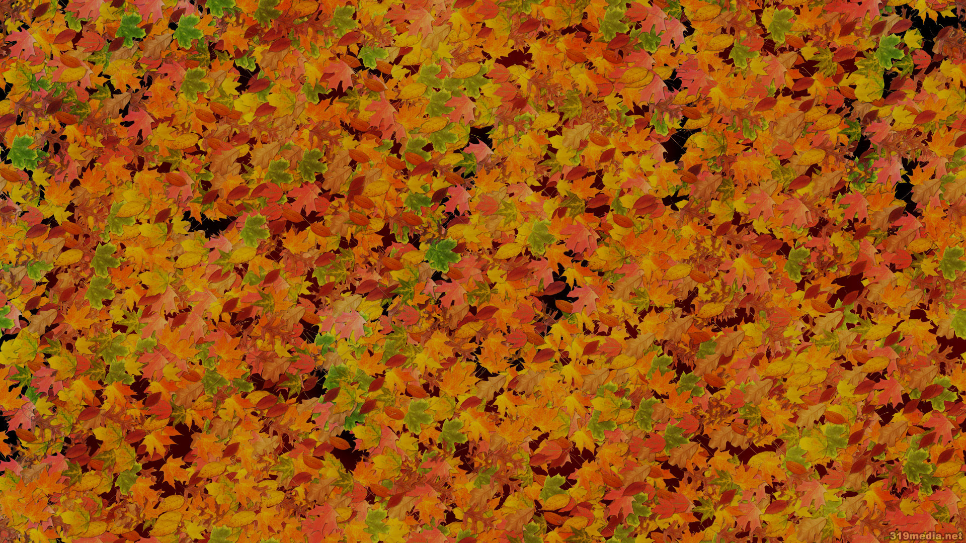 Awesome Leaf free wallpaper ID:361099 for hd 1080p desktop