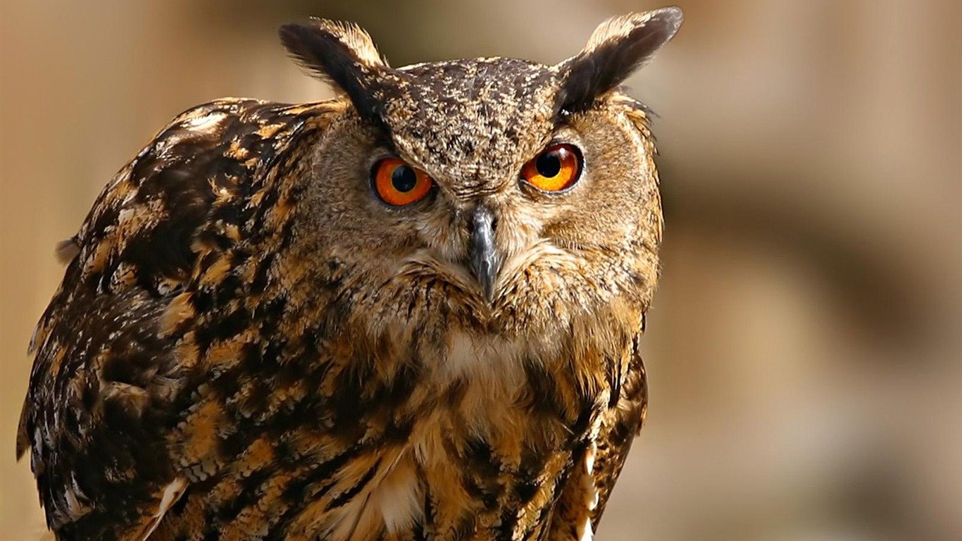 Free Owl high quality background ID:236940 for hd 1366x768 desktop