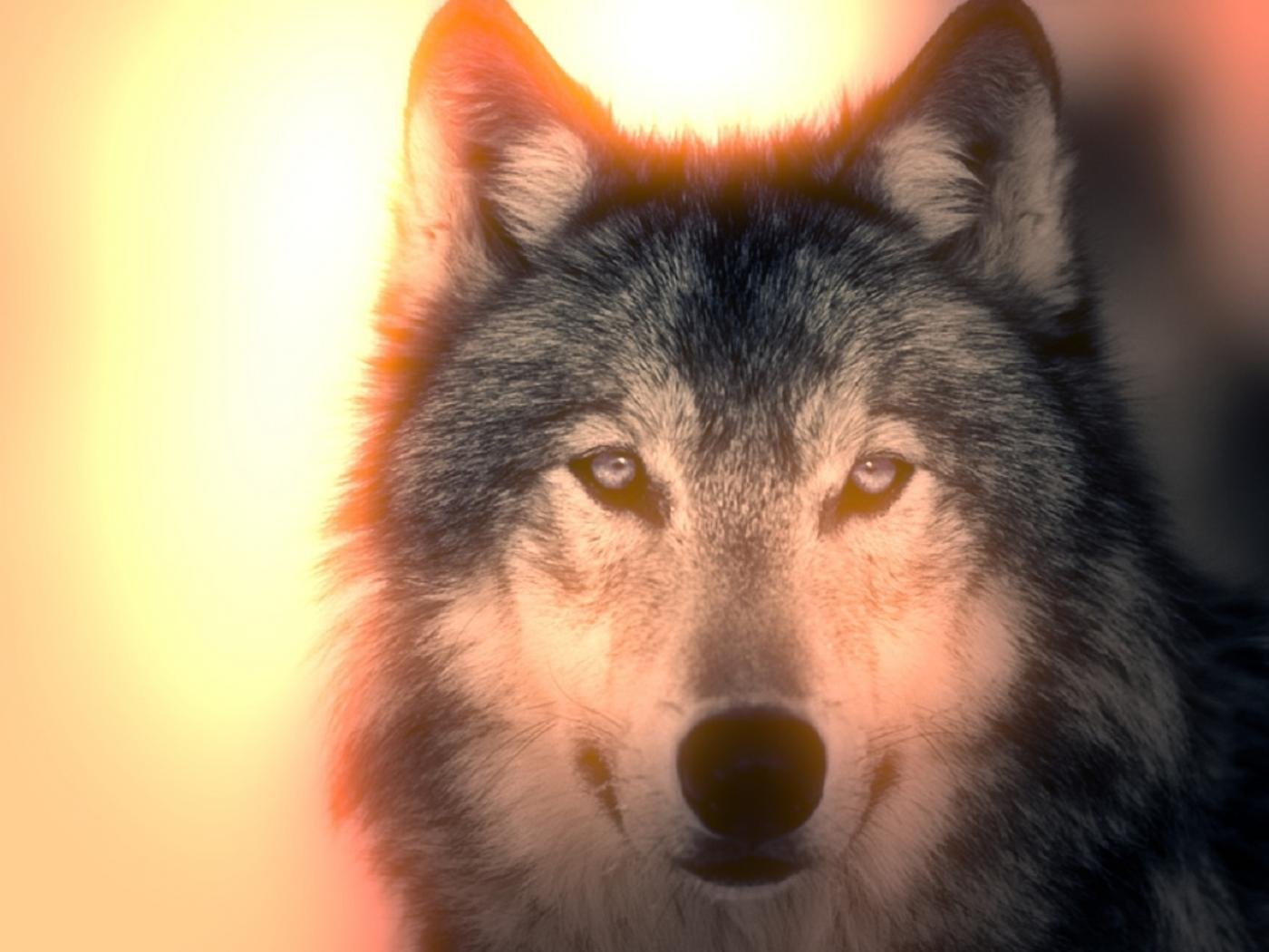 Download hd 1400x1050 Wolf desktop background ID:117710 for free