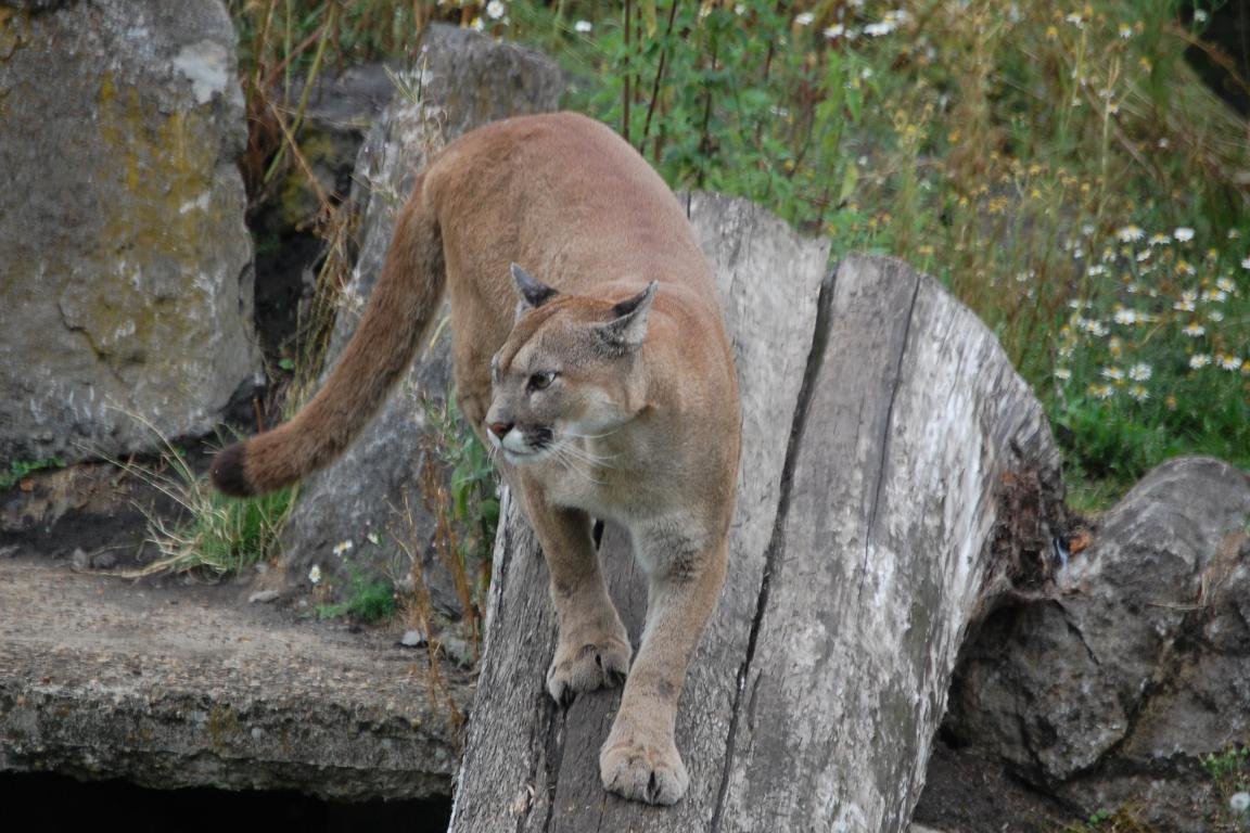 Download hd 1152x768 Cougar PC wallpaper ID:81716 for free