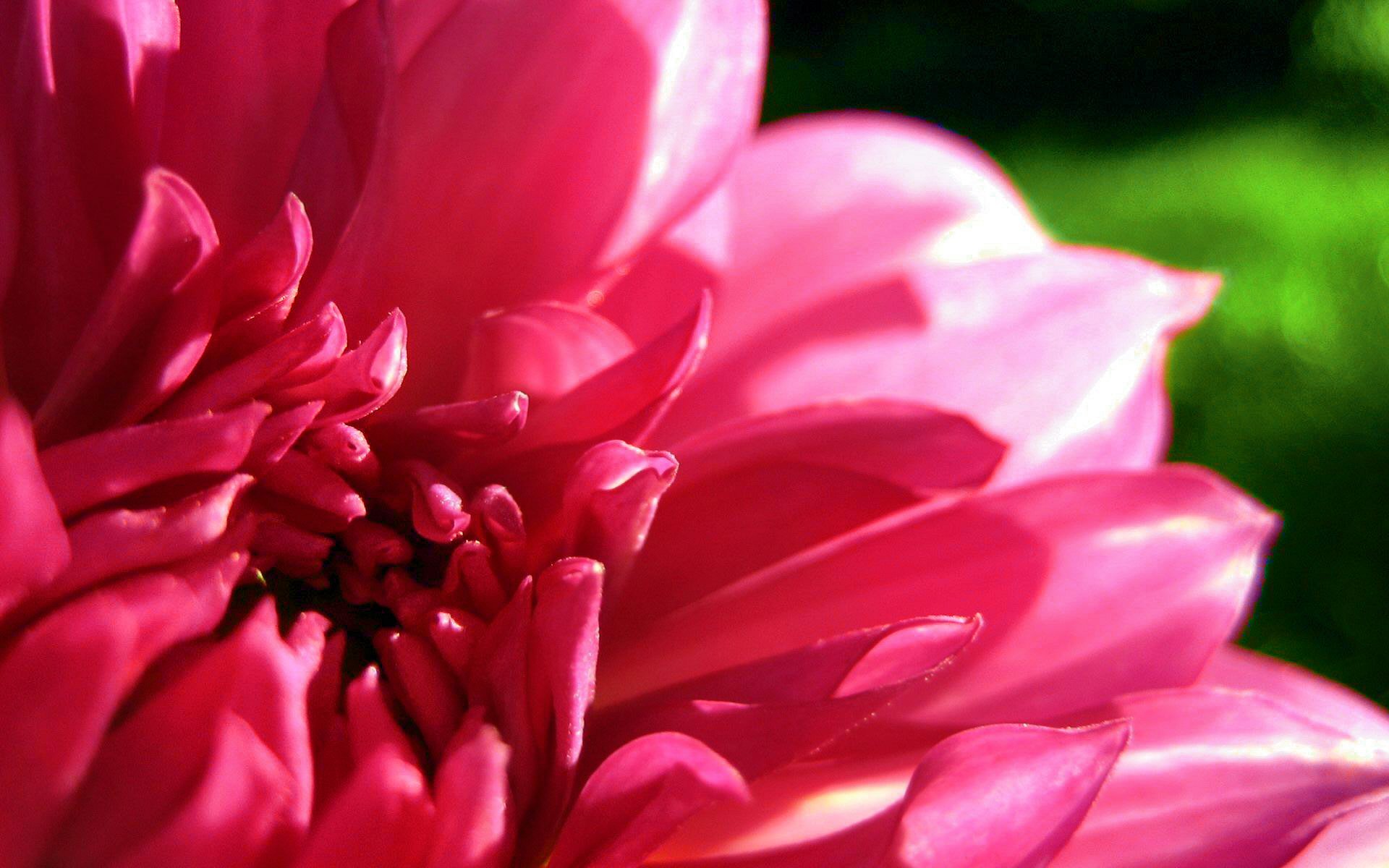 Awesome Dahlia free wallpaper ID:174491 for hd 1920x1200 computer