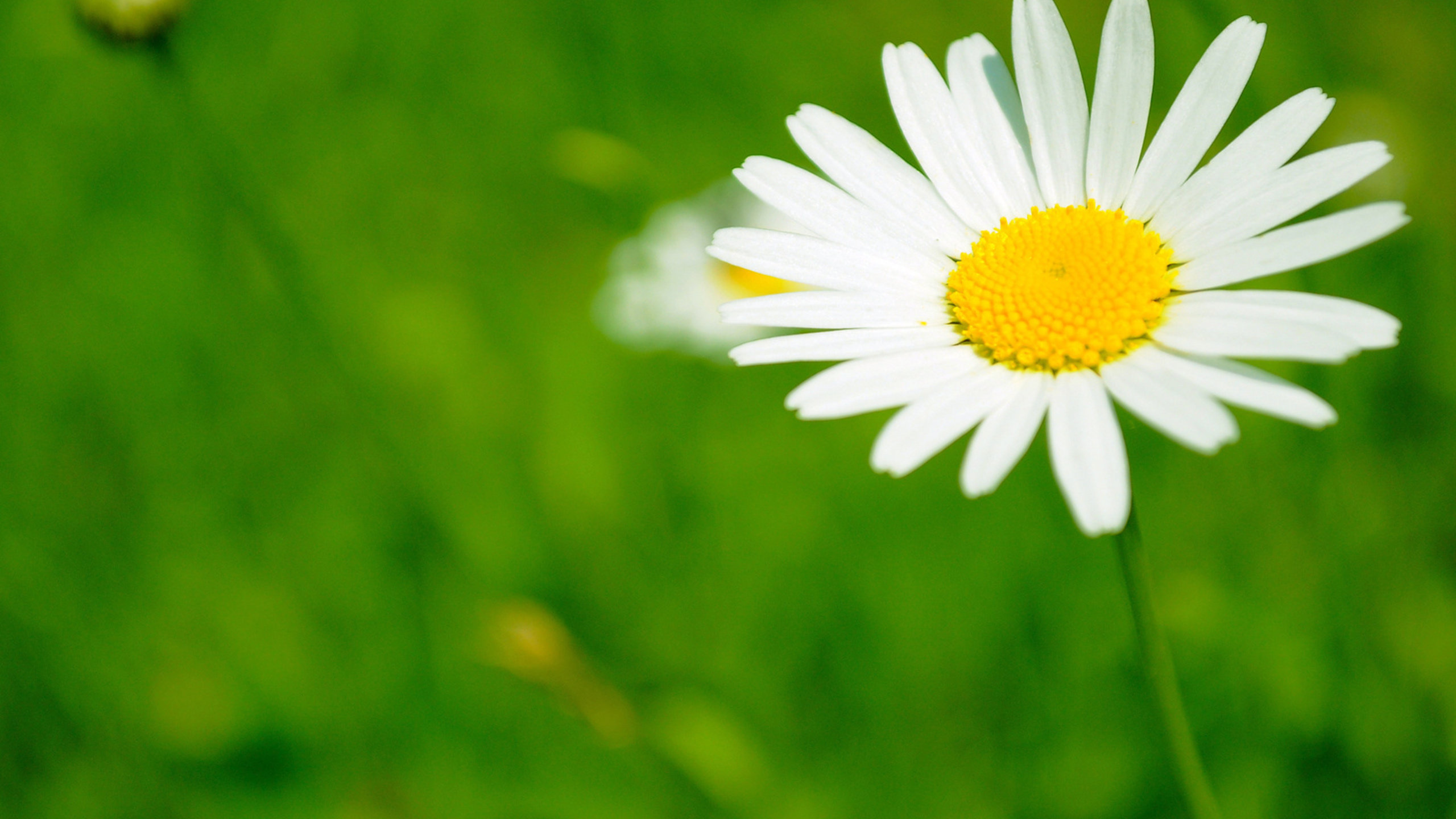Awesome Daisy free background ID:363400 for hd 2560x1440 desktop
