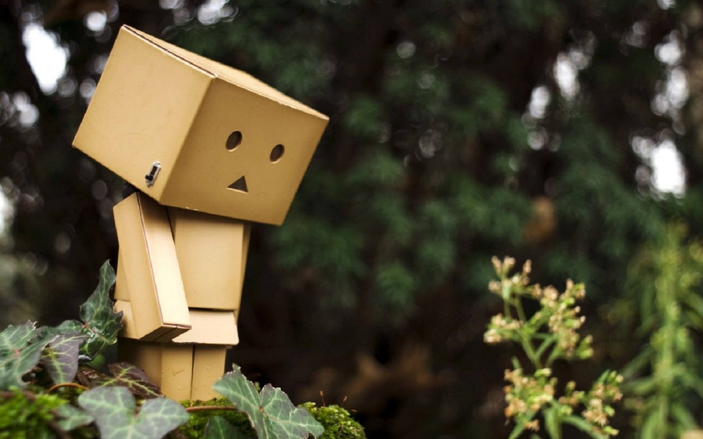 Awesome Danbo free wallpaper ID:30397 for hd 1440x900 computer