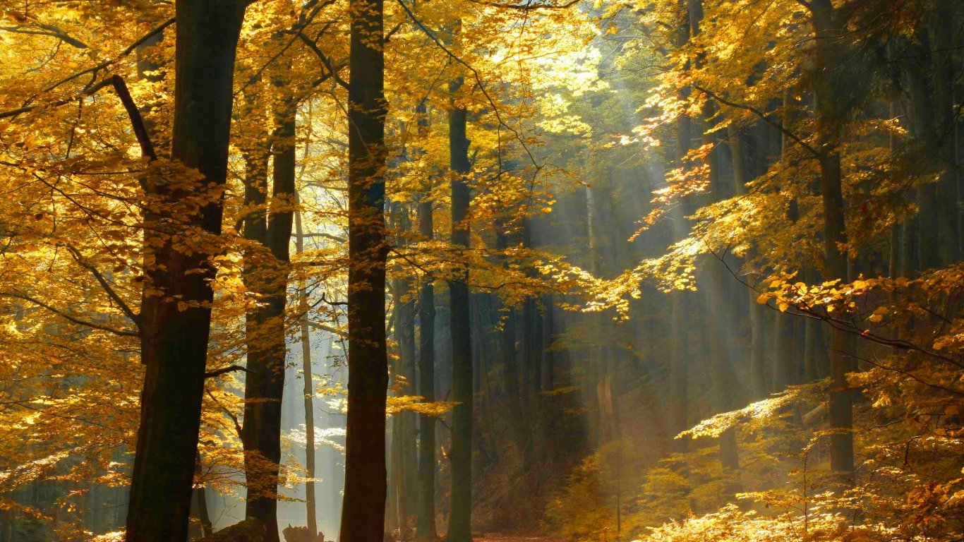 High resolution Forest 1366x768 laptop background ID:348292 for PC