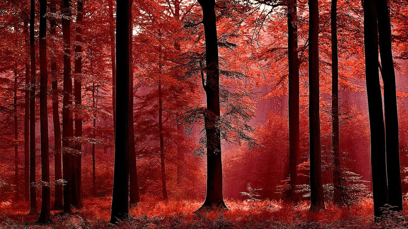 Download 1366x768 laptop Forest computer background ID:348318 for free