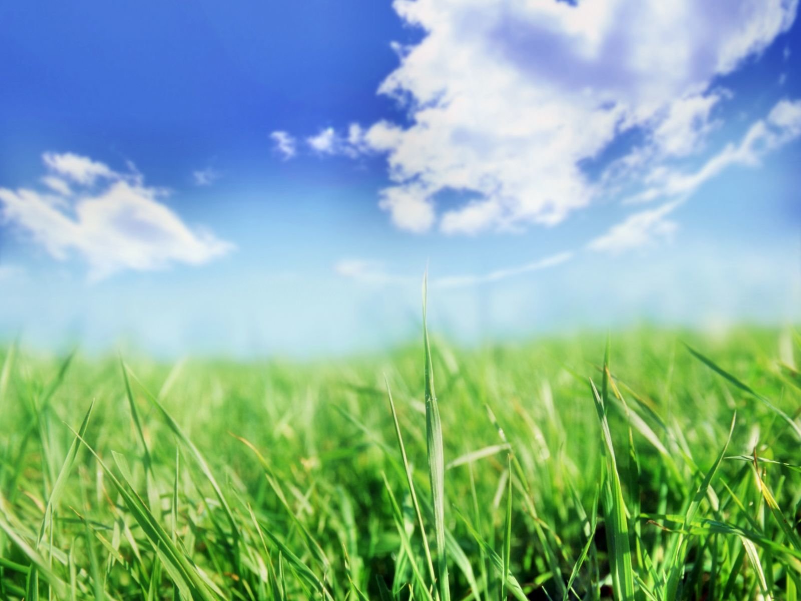 Free Grass high quality background ID:378152 for hd 1600x1200 PC