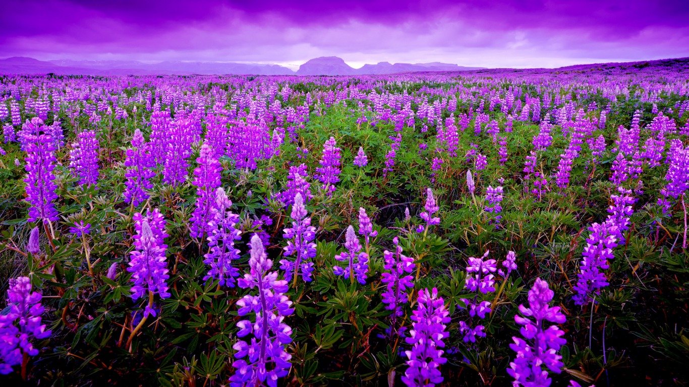 Awesome Lavender free background ID:67408 for laptop computer