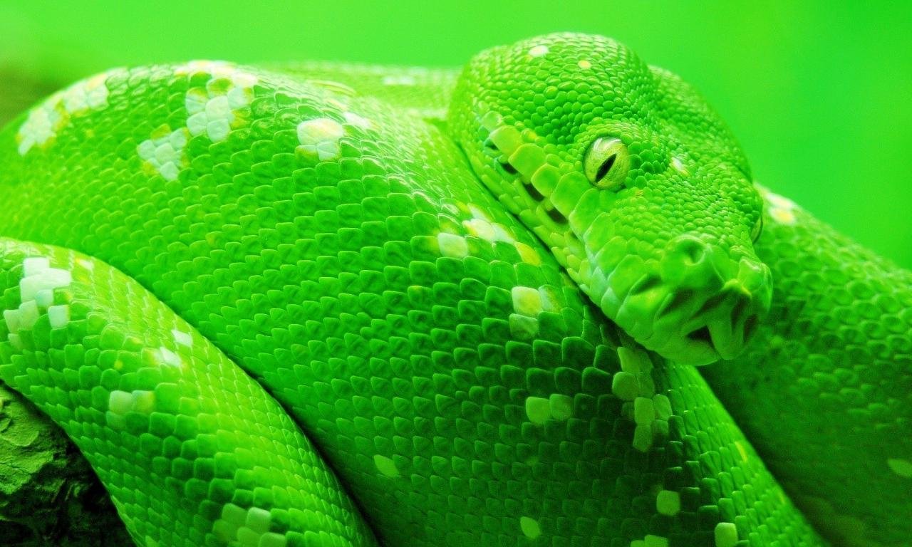 High resolution Snake hd 1280x768 wallpaper ID:137245 for PC