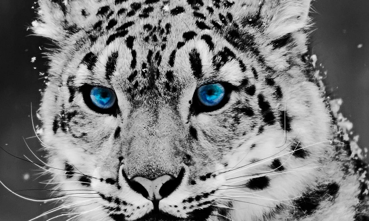 Free download Snow Leopard wallpaper ID:34405 hd 1280x768 for PC