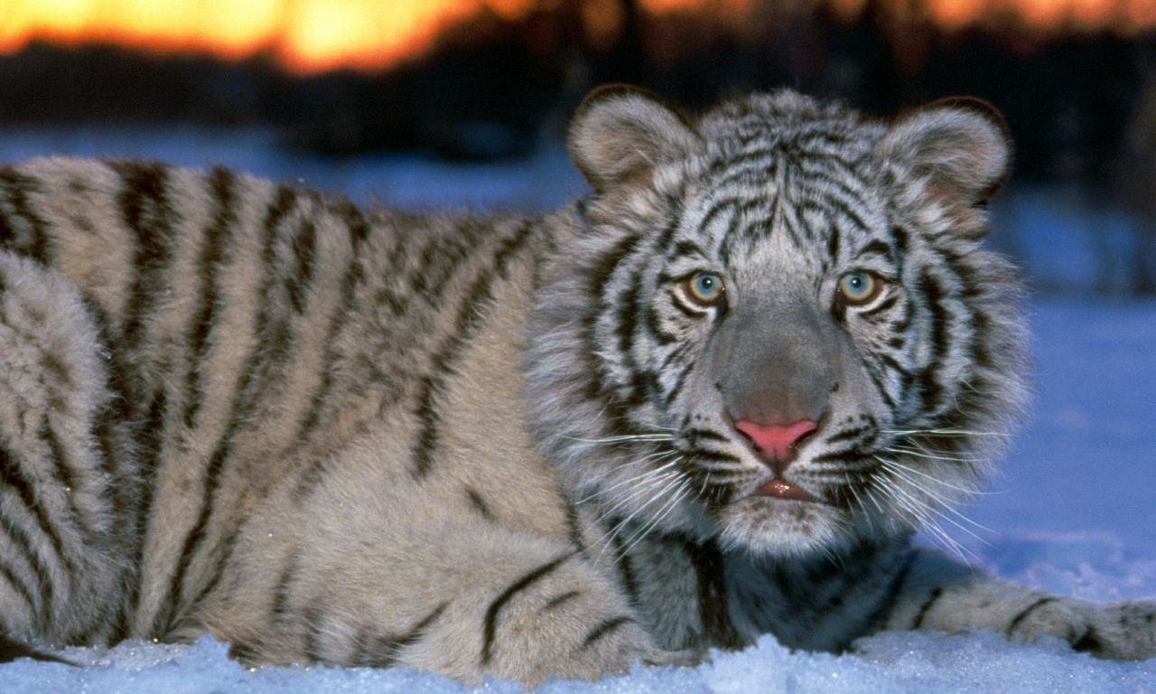 Free download White Tiger background ID:174888 hd 1280x768 for PC