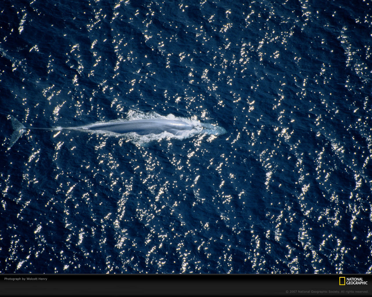 Download hd 1280x1024 Blue Whale computer wallpaper ID:397724 for free