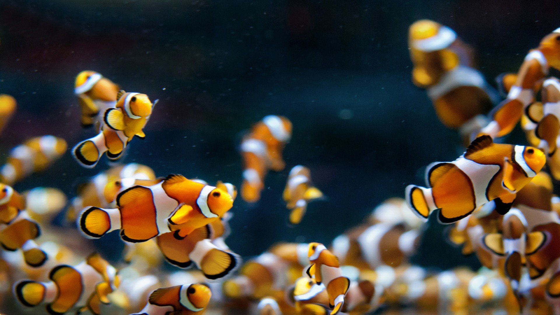 Free download Clownfish background ID:53238 full hd for PC