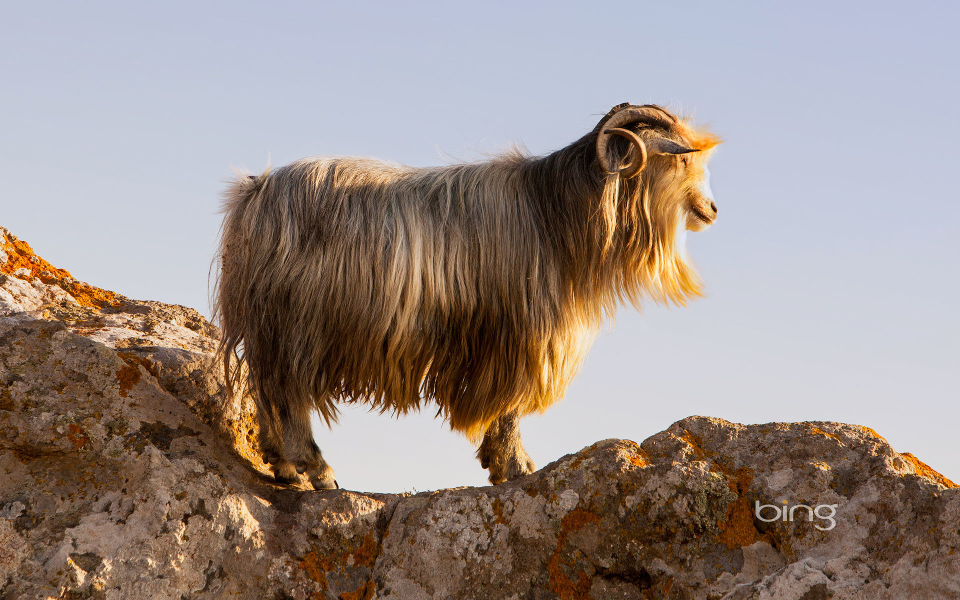 Free Goat high quality wallpaper ID:466795 for hd 1920x1200 PC