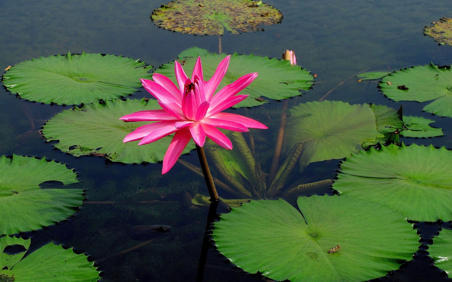 Free Lotus flower high quality background ID:48443 for hd 1920x1200 PC