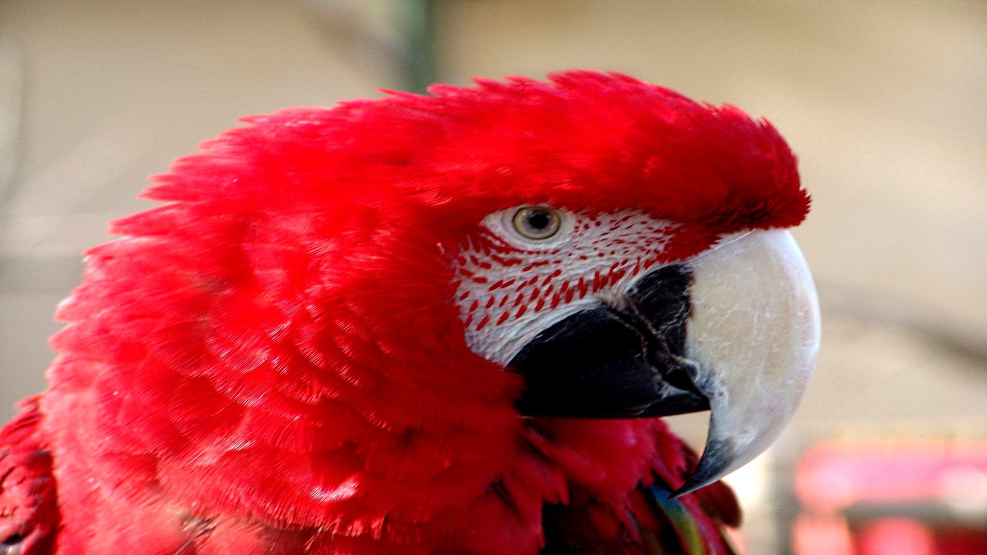 Download full hd 1080p Macaw desktop background ID:46357 for free