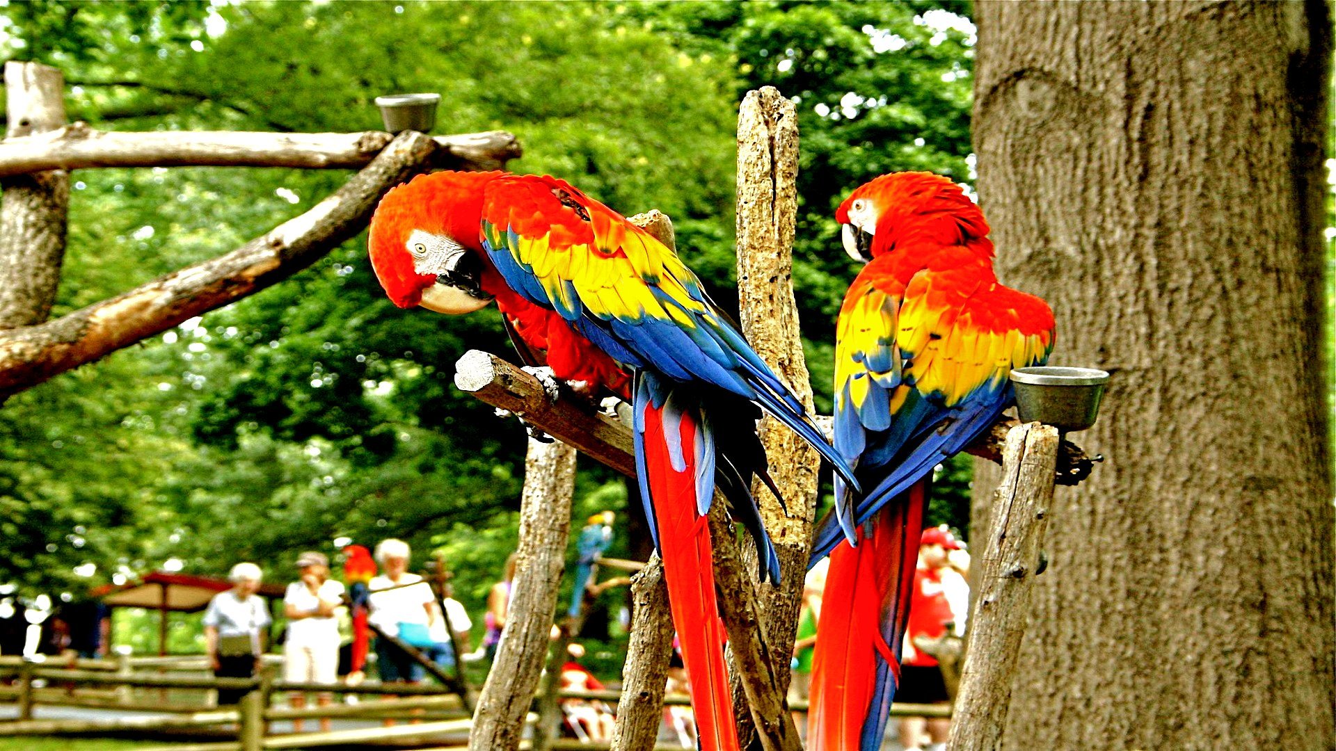 Free Macaw high quality background ID:46403 for full hd 1080p computer